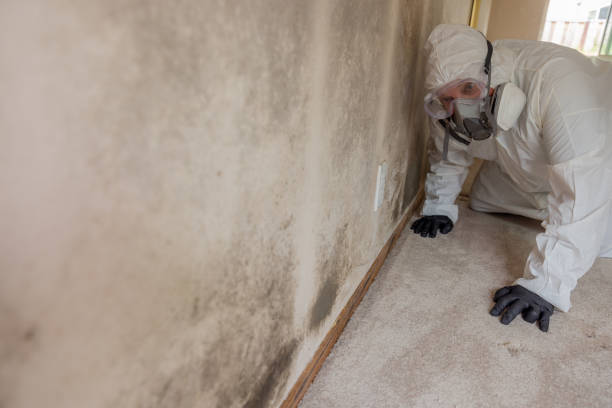 Why You Should Choose Our Mold Remediation Services in Malad City, ID